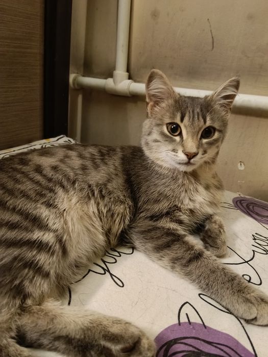 Котик подросток 5месяцев
