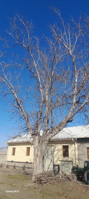 Ёнгок дарахти сотилади