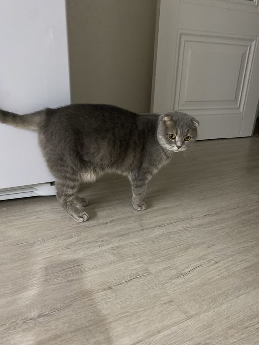 Вислоухая шотландка