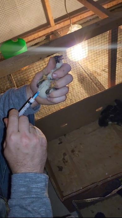 1 HAFTALIK JERSI GIGANT zotini JO‘JALARI Цыплята Джерсийский Гигант