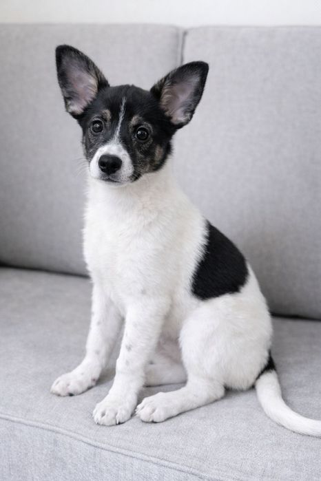 Щенки в поиске дома