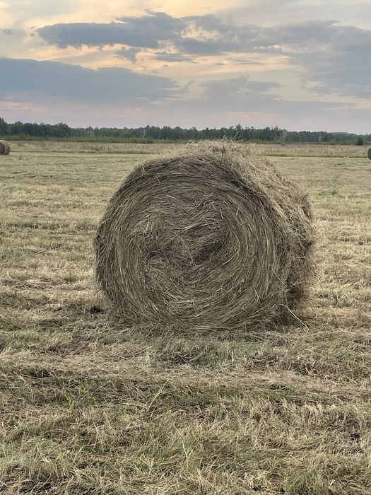 Продам сено в тюках.