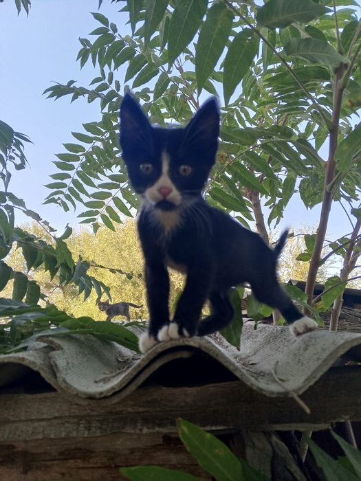 Отдам котят в добрые руки)