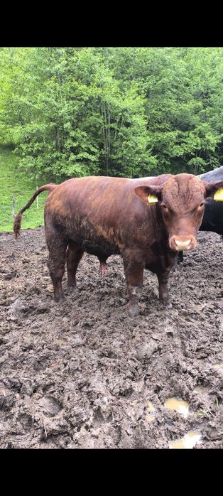 Vând taur ANGUS ROSU Genetică Superioară
