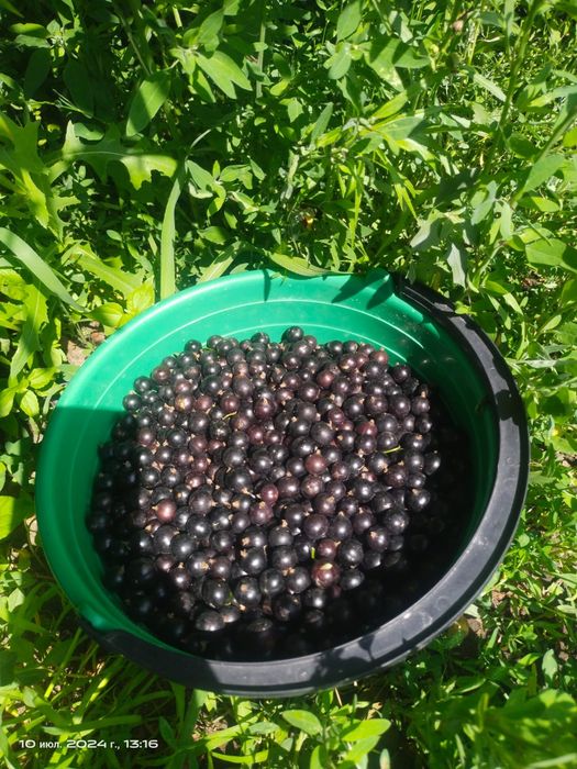 Продам дачу, сад Берёзка