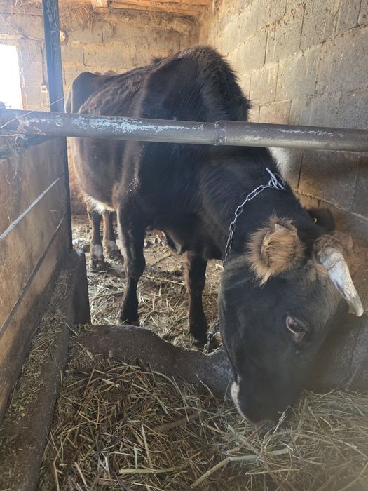 Продам корову...