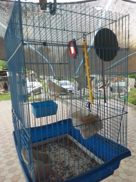 Кенар поющий молодой