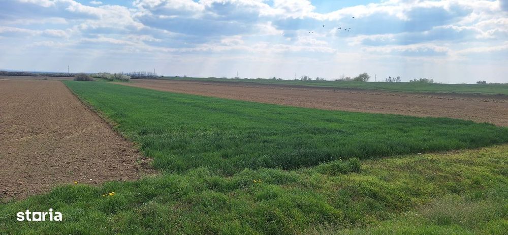 Teren intravilan 7km de la Satu Mare