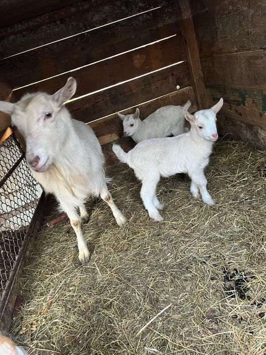 Vând capră bună de lapte cu doi iezi