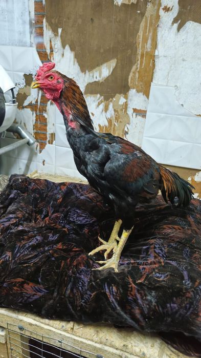 Продам туляка...