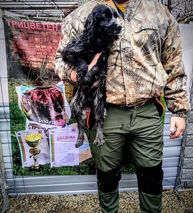 Кокер-бретон шпаньол