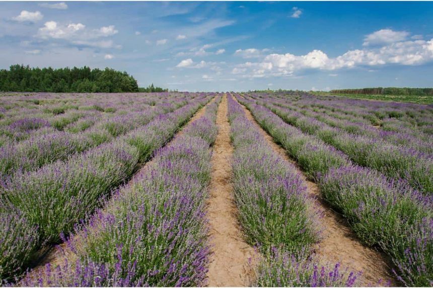 Butași de Lavadă  Sevtopolis Anul 3 Butași cu tufă mare de Vânzare