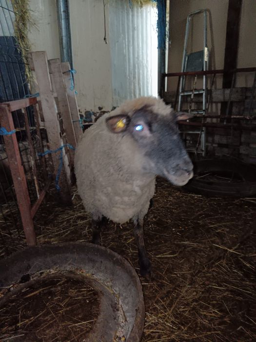 Oi rasa de carne suffolk, cap negru german