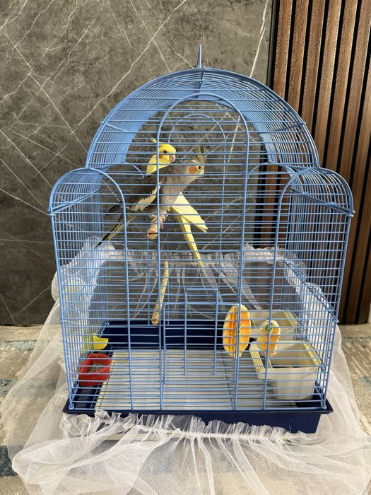 Попугай Карелла взрослый