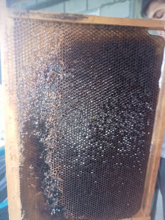 Asalari sotiladi.Асалари сотилади.