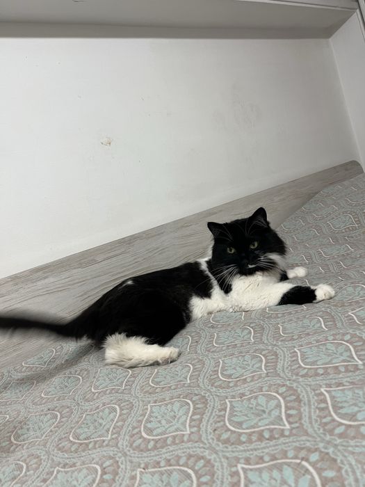 Мысық кошка кот в хорошие руки