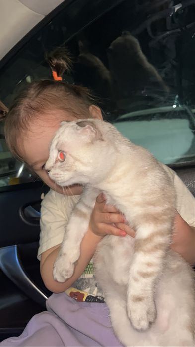 Scottish Fold  шотландиялық вислоухий мысық