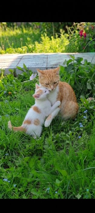 Котенок (16 августа - два месяца))