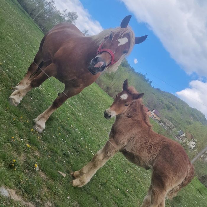 Vand Iapa cu varsta de 6 ani
