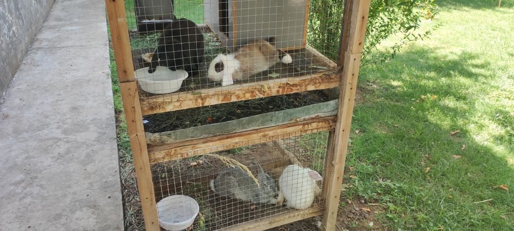 Порода "Баран карлик" куёнлар сотилади.