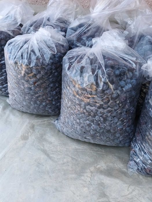 Vând prune pentru țuică