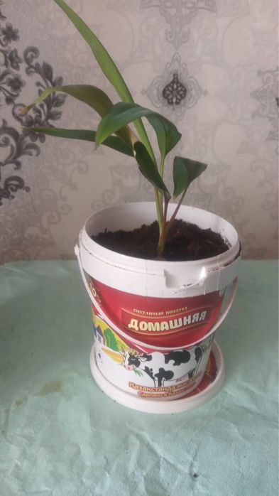 Домашние цветы по 400-500 тнг