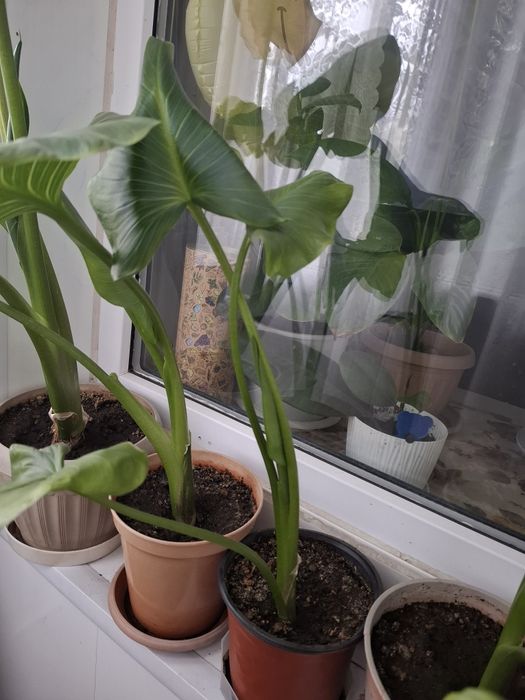 Продам цветок каллу .