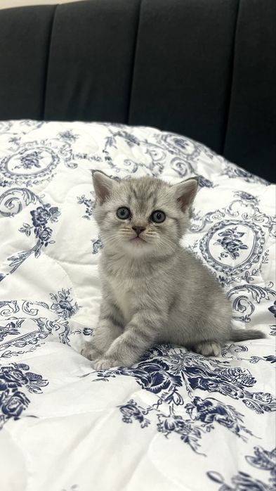 Шотландские котята ищут любящий дом