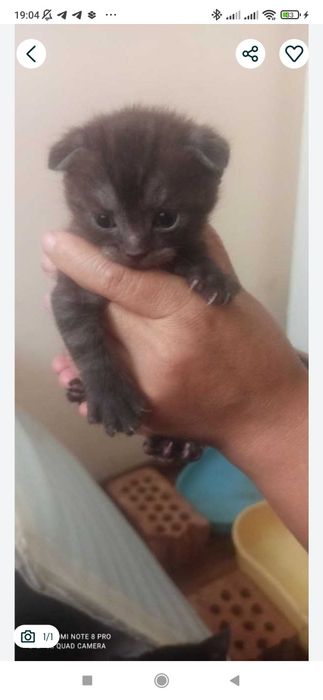 Scotish fold 3 oyli mushuk zotdor Скотиш фолд 3 месяца