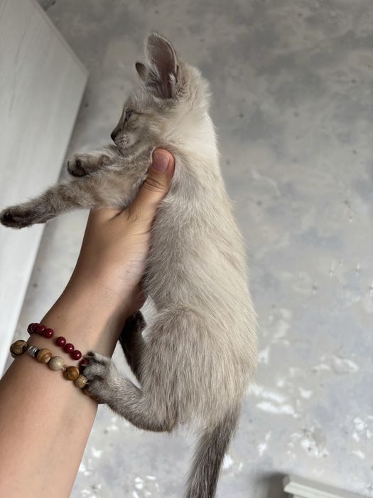 Отдам котят в добрые руки!!