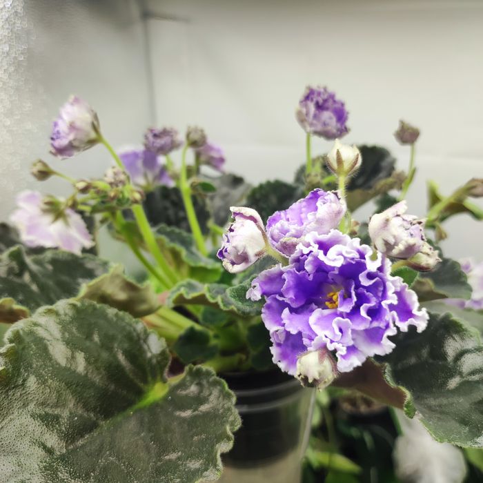 Продам фиалки разных сортов.