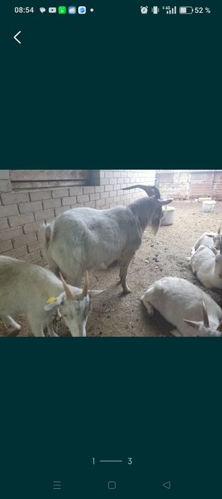 Продам заанеескую козу