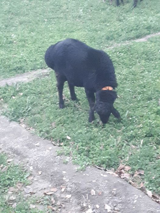 Qo'chqorlar sotiladi