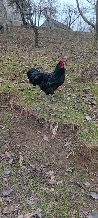 Cocoși australorp negru și australorp