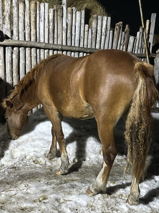 Полу тяж донен айғыр