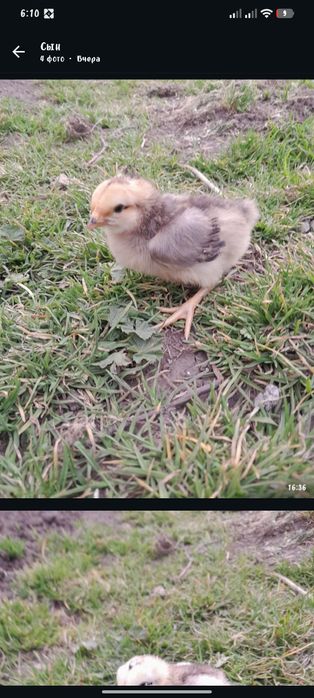 Продам цыплят разного возраста
