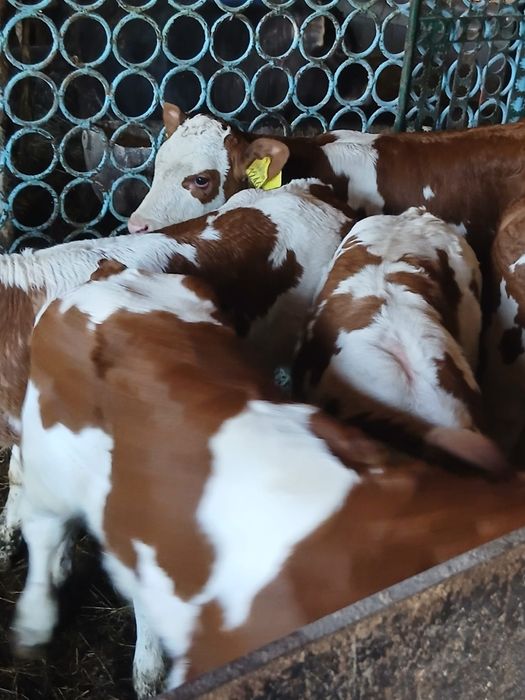 Vând viței înțărcați