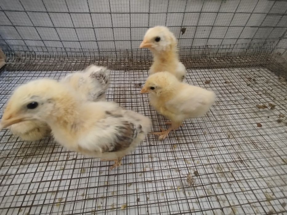 Балапан сатылады