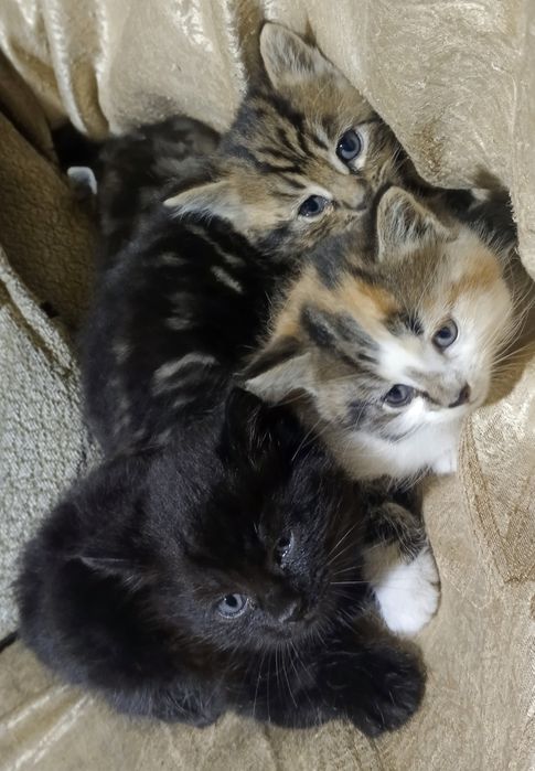 Котята отдам в хорошие руки, mushuk bolalari ishonchli qõllarga berila