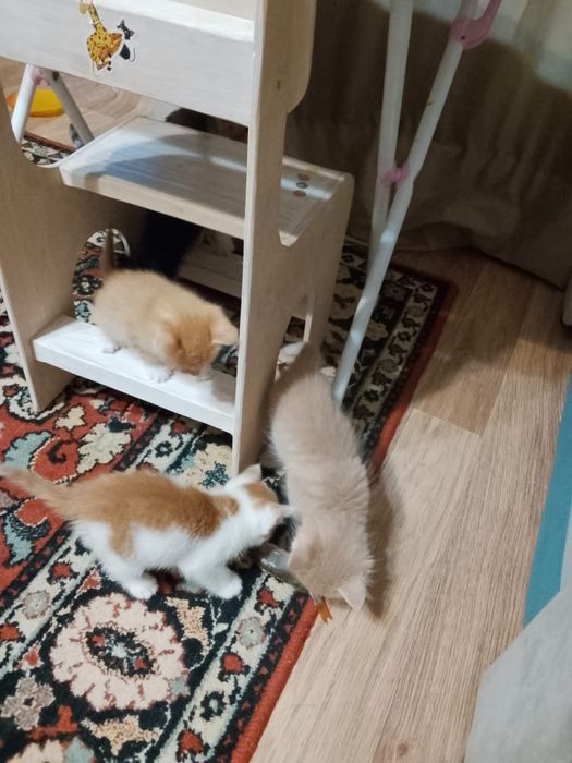 Отдам котят даром