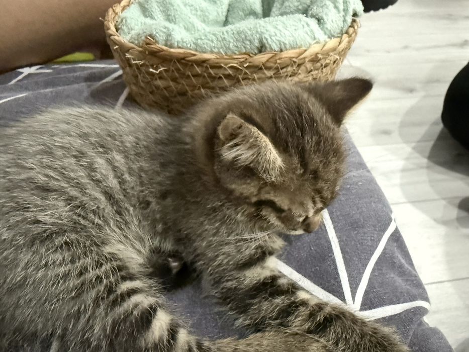 Отдам котёнка бесплатно