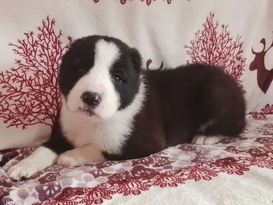 Крупная шикарная девочка САО Алабай