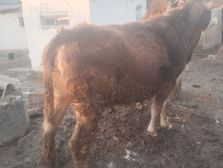 Сиыр сатылады байланған