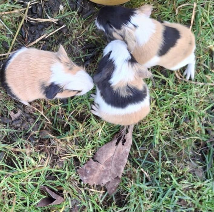 Donez Porcușori de guineea