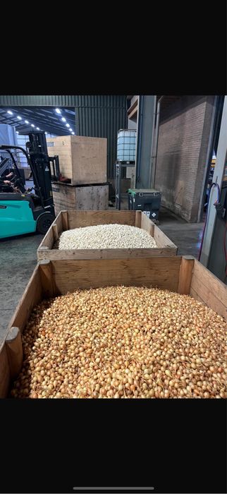 VAND ARPAGIC STUTTGARTER RIESEN 14/17 // 14/21 // 17/21 // 10/21