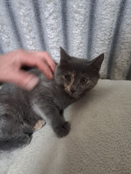 Отдам даром котёнка