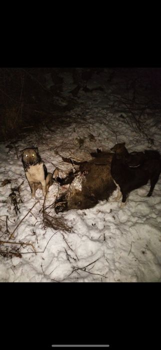 Продам рабочего кобеля зсл