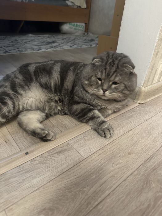 Шотландские вислоухи