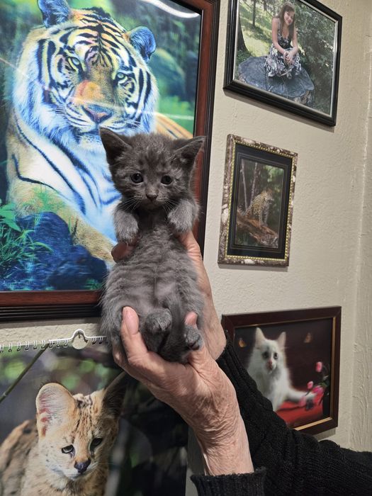 Продам не дорого