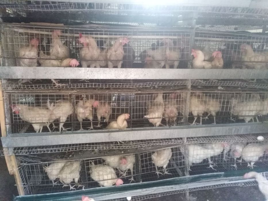 Oq nesuchka tuxum beradi hali